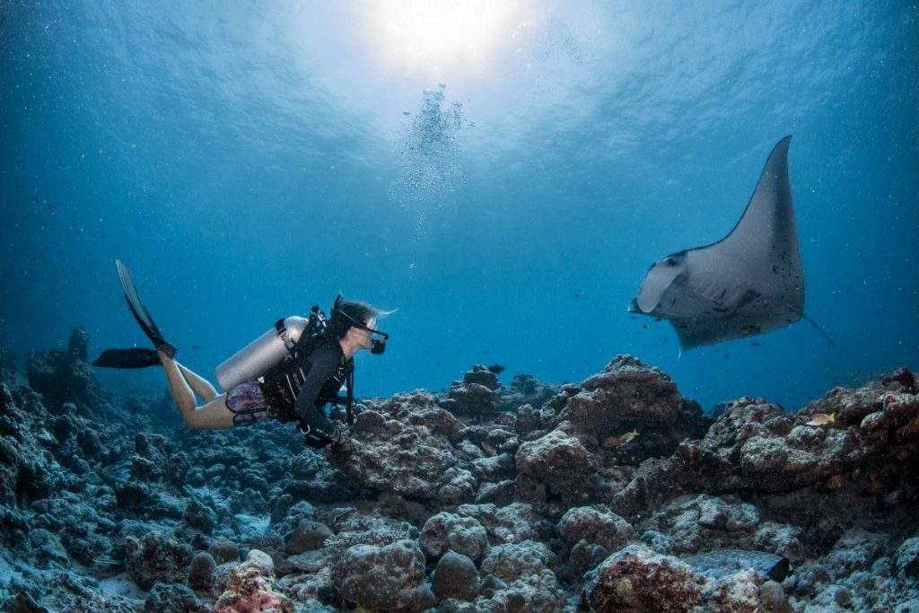diving with a manta